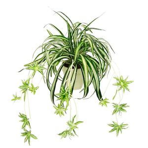 UMĚLÁ KVĚTINA obraz