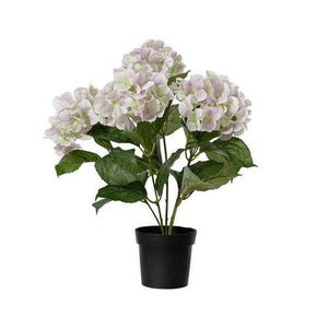 HORTENZIE 46 cm obraz