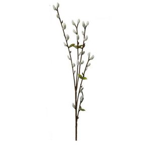 KOČIČKY VRBY JÍVY obraz