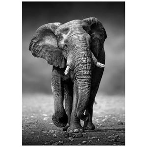 Monee TIŠTĚNÉ OBRAZY NA PLÁTNĚ, zvířata, 50/70 cm obraz