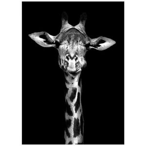 Monee TIŠTĚNÉ OBRAZY NA PLÁTNĚ, zvířata, 50/70 cm obraz