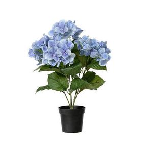 HORTENZIE 46 cm obraz