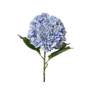 HORTENZIE 106 cm obraz