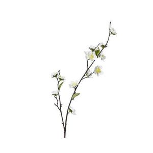 VYKVETLÁ VĚTVIČKA TŘEŠNĚ obraz