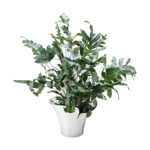 Nerezový květináč BLOOM BOTANICA, 32, 5 cm - Georg Jensen obraz