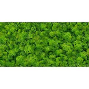 Dekor Pure Moss Glass 30/60 obraz