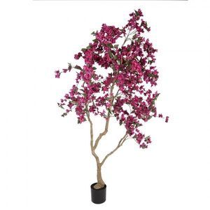 Stromek s růžovými květy Bougainvillea Tree - 125*125*210 cm 5PL0221 obraz