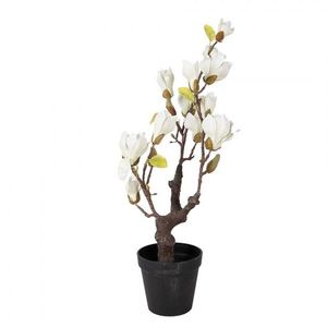 Dekorační stromek Magnolia s bílými květy - 16*14*60 cm 5PL0206 obraz