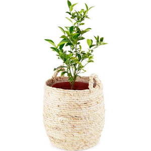 Úložný košík Compactor Lhassa, ø 30 cm obraz