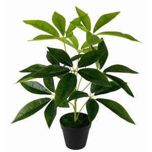 ŠEFLERA 50 cm obraz