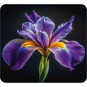 Kryt na zeď u sporáku z tvrzeného skla 50x56 cm Iris – Wenko obraz