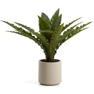 Umělý sukulent (výška 70 cm) Neottopteris – Kave Home obraz