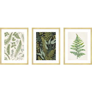 Obrazy v sadě 3 ks 30x40 cm Fern – knor obraz