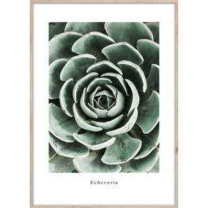 Obraz 50x70 cm Echeveria – Styler obraz