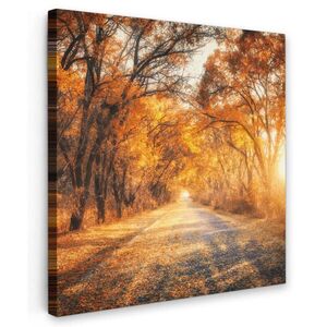 MuchoWow OBRAZ NA PLÁTNĚ Les - Podzim - Stromy - Lesní cesta - Příroda 50x50 cm obraz