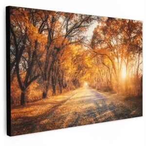 MuchoWow OBRAZ NA PLÁTNĚ Les - Podzim - Stromy - Lesní cesta - Příroda 30x20 cm obraz