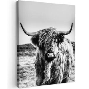 MuchoWow OBRAZ NA PLÁTNĚ Kráva - Skotský horal - Černá - Bílá - Zvíře - Příroda - Divoká zvěř 30x40 cm obraz