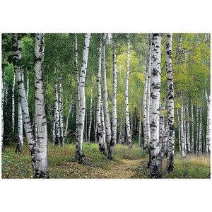 Wallarena FOTOTAPETA s 3D efektem - Les - Obývací pokoj - 400x280 obraz