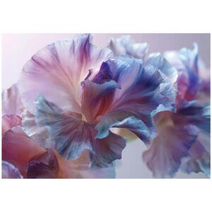 Wallarena FOTOTAPETA abstraktní květiny fialová 350x250 cm obraz