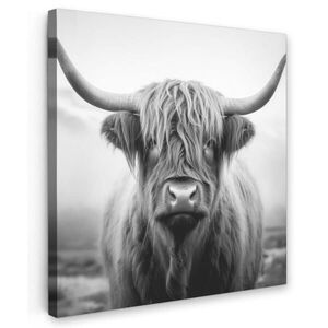 MuchoWow OBRAZ NA PLÁTNĚ Skotský horal - Mlha - Černá - Bílá 50x50 cm obraz