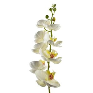 Mondex UMĚLÁ ORCHIDEJ, bílá obraz