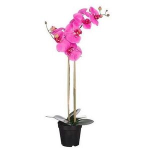 ORCHIDEJ PHALAENOPSIS obraz