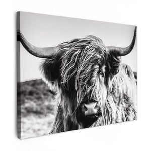 MuchoWow OBRAZ NA PLÁTNĚ Kráva - Skotský horal - Černá - Bílá - Zvíře - Příroda - Divoká zvěř 80x60 cm obraz