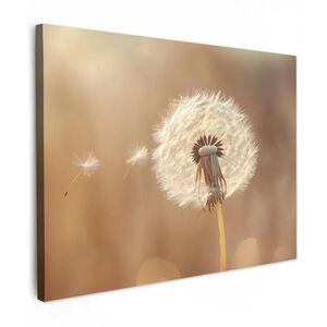 MuchoWow OBRAZ NA PLÁTNĚ Pampeliška - Béžová - Příroda - Květina 40x30 cm obraz