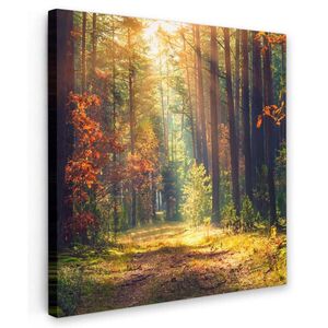 MuchoWow OBRAZ NA PLÁTNĚ Les - podzim - stromy 50x50 cm obraz