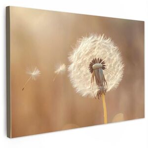 MuchoWow OBRAZ NA PLÁTNĚ Pampeliška - Béžová - Příroda - Květina 120x80 cm obraz