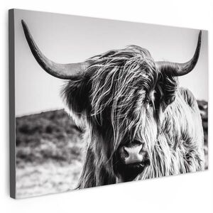 MuchoWow OBRAZ NA PLÁTNĚ Kráva - Skotský horal - Černá - Bílá - Zvíře - Příroda - Divoká zvěř 120x80 cm obraz