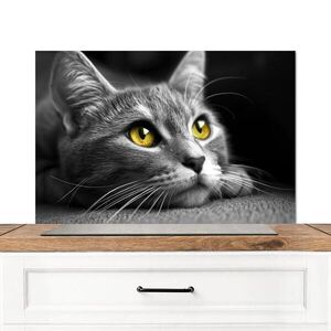 MuchoWow KUCHYŇSKÁ ZÁSTĚNA Kočka - Grey - Zvířata - Cat 80x55 cm obraz