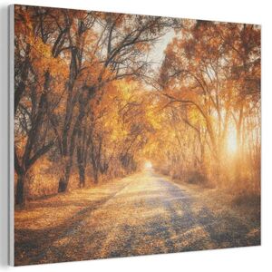 MuchoWow AKUSTICKÝ obraz Les - Podzim - Stromy - Lesní cesta - Příroda 80x60 cm obraz