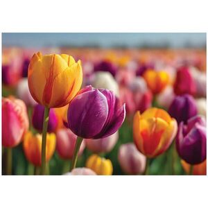 Wallarena FOTOTAPETA Květiny Tulipány Barevné 150x105 cm obraz