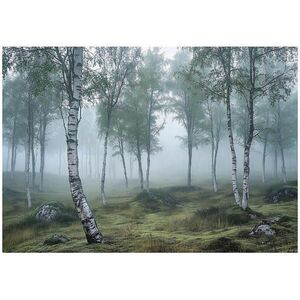 Wallarena 3D efekt fototapeta: Les Břízy Obývací pokoj 200x140 obraz