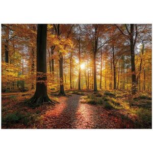 Wallarena FOTOTAPETA les stromy hnědá 400x280 cm obraz