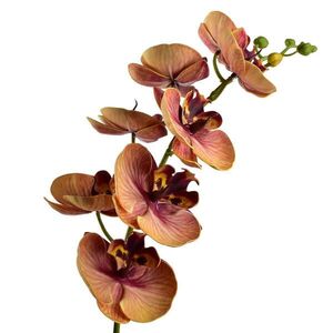 Mondex UMĚLÁ ORCHIDEJ Viridis, 85 cm obraz