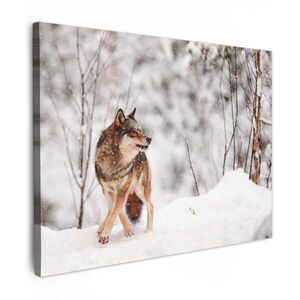 MuchoWow OBRAZ NA PLÁTNĚ Vlk - Zima - Sníh - Příroda - Zvířata 80x60 cm obraz