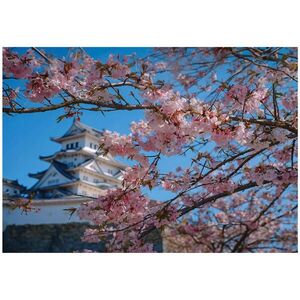 Wallarena FOTOTAPETA Třešňový květ Japonská modrá 400x280 cm obraz