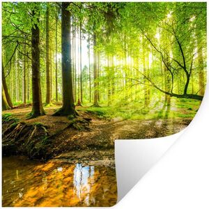 MuchoWow SAMOLEPKA NA ZEĎ Les - Krajina - Voda - Stromy - Slunce - Zeleň - Příroda 50x50 cm obraz