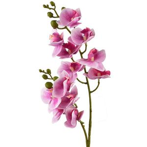 Mondex UMĚLÁ ORCHIDEJ Viridis obraz