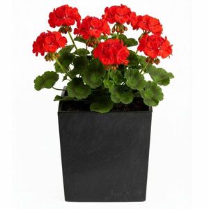 HowHomely Květináč FLORE Beton 30, 5x29, 5x29, 5 cm černý obraz