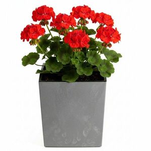 HowHomely Květináč FLORE Beton 30, 5x29, 5x29, 5 cm šedý obraz