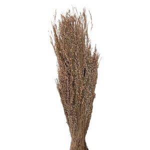 Dekorace béžová sušená květina - 60 cm (100 gr) 5DF0020 obraz