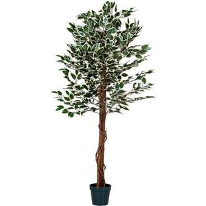 PLANTASIA 27406 Umělý strom rostlina - fíkus - 160 cm obraz