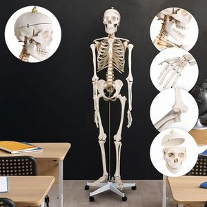 Jago 74072 Kostra lidské anatomie 181, 5 cm obraz