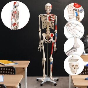 Anatomický model kostry člověka 181, 5 cm, svalové značení obraz