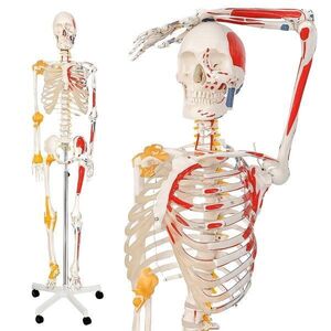 Jago Anatomická kostra se svaly, šlachami a plakátem obraz