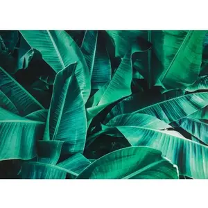 Obraz na plátně Tropické listy, 70x50 cm obraz