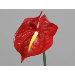 Umělá květina Anthurium 65 cm, červená obraz